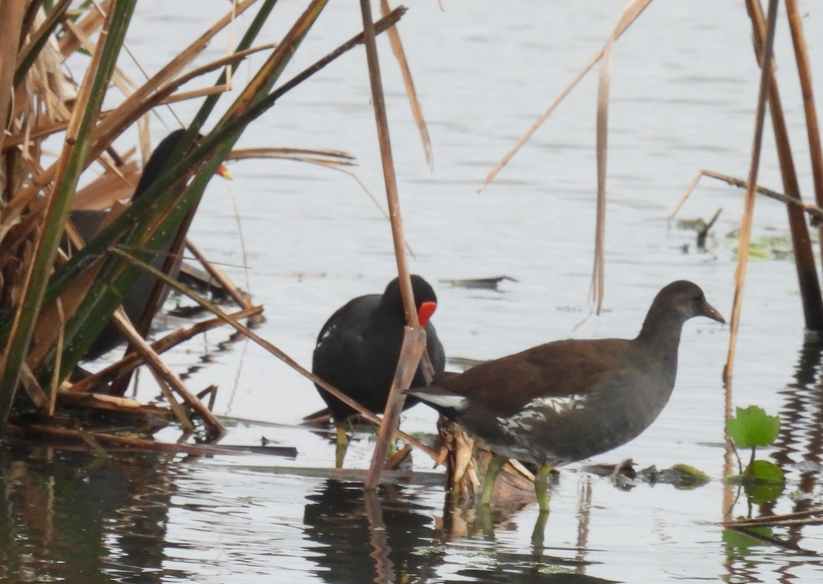 Американская камышница - ML646704217