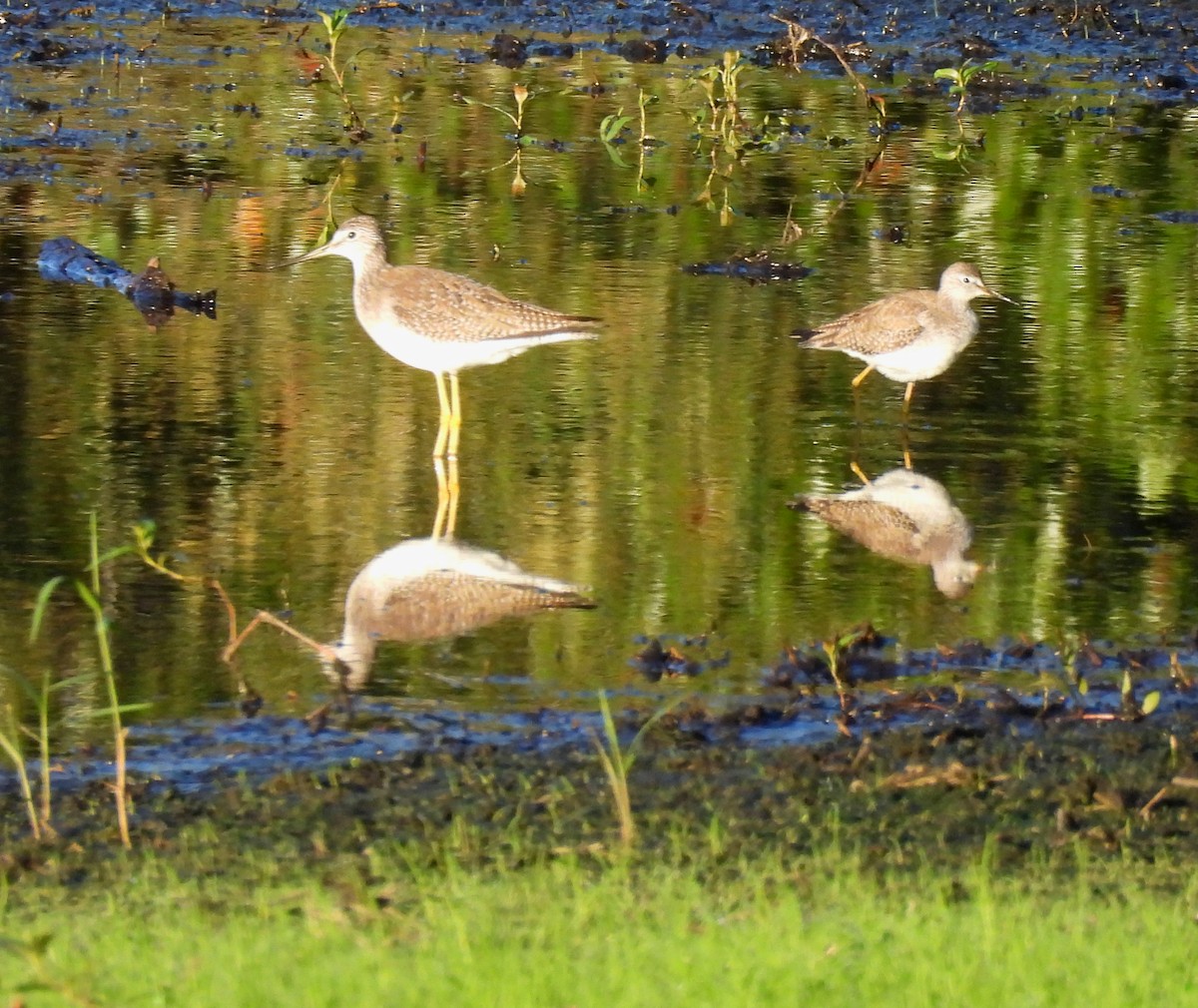 Коловодник строкатий - ML646704221