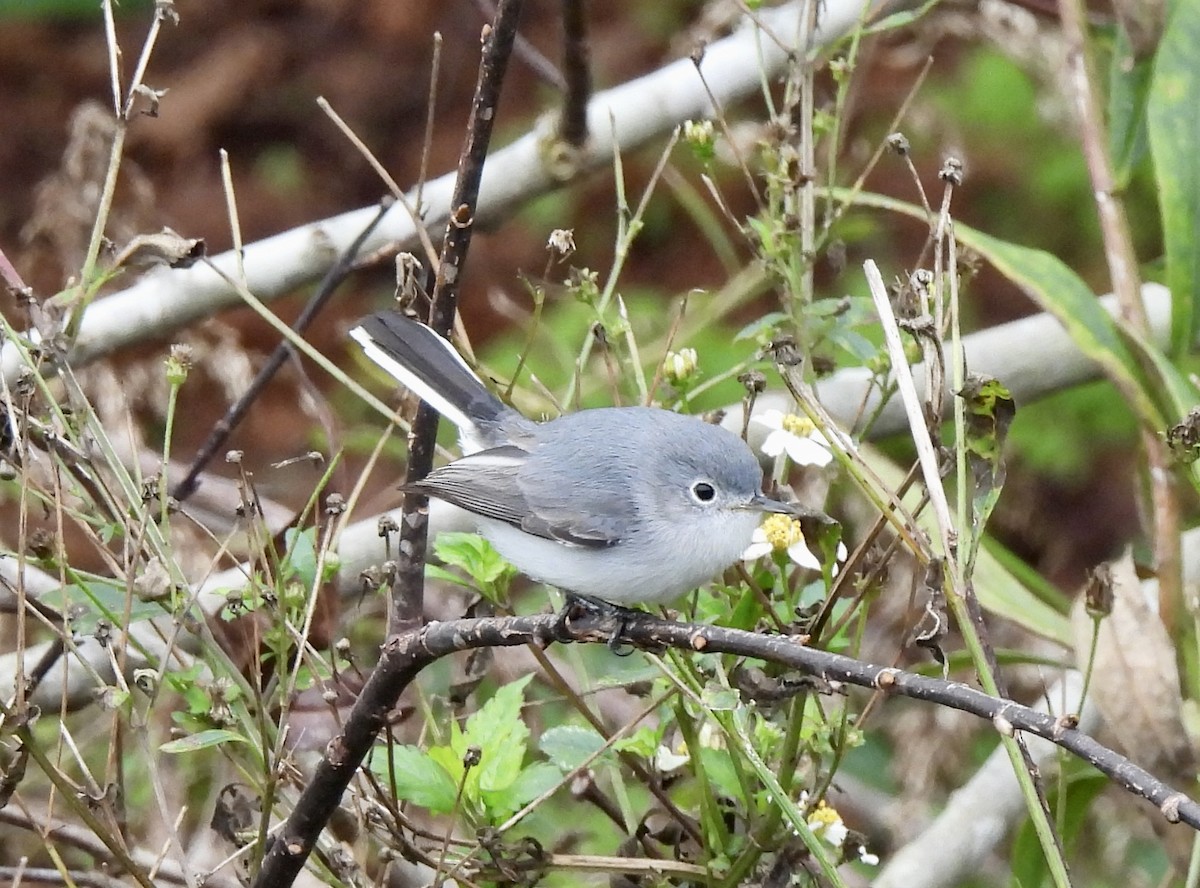 Blue-gray Gnatcatcher - ML646704222