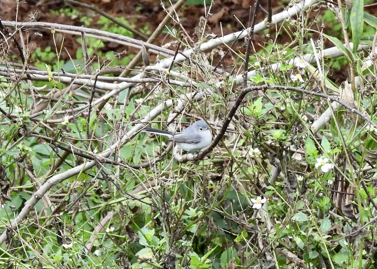 Blue-gray Gnatcatcher - ML646704223