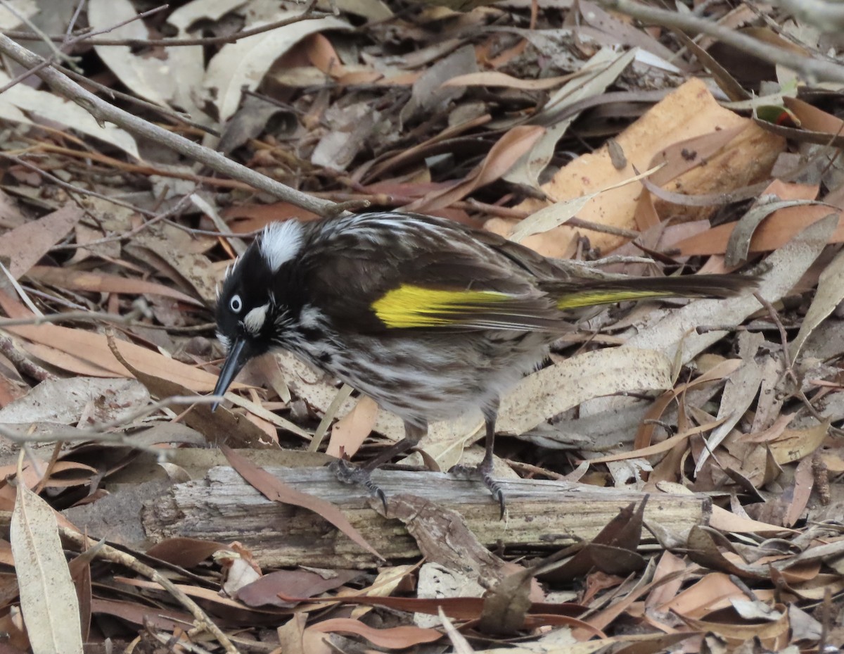 New Holland Honeyeater - ML646704224