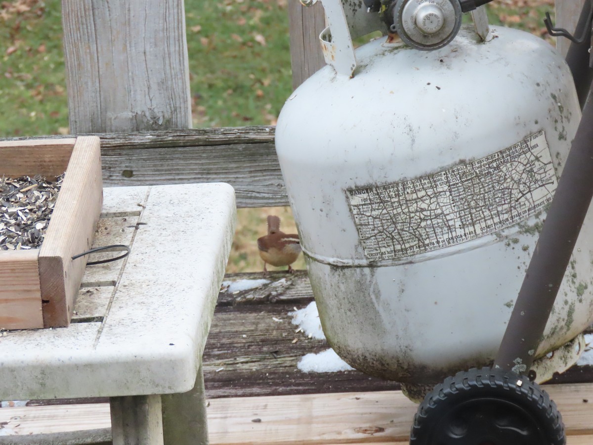 karolinasmett - ML646704227