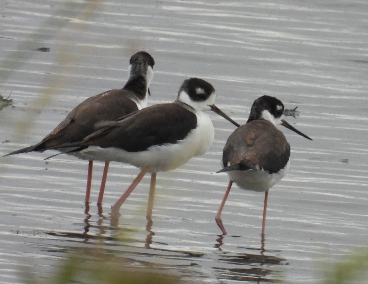 Американский ходулочник - ML646704229