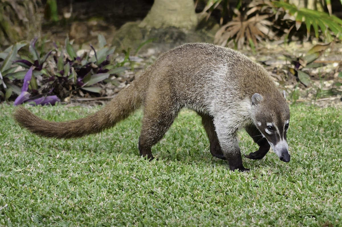 White-nosed Coati - ML646704231