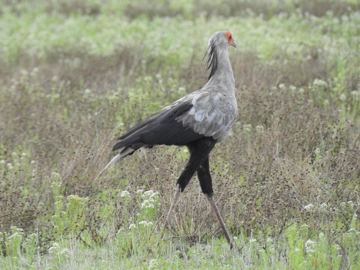 sekretærfugl - ML646704232