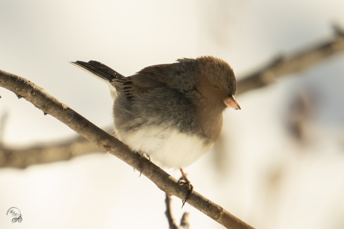 Winterammer - ML646704233