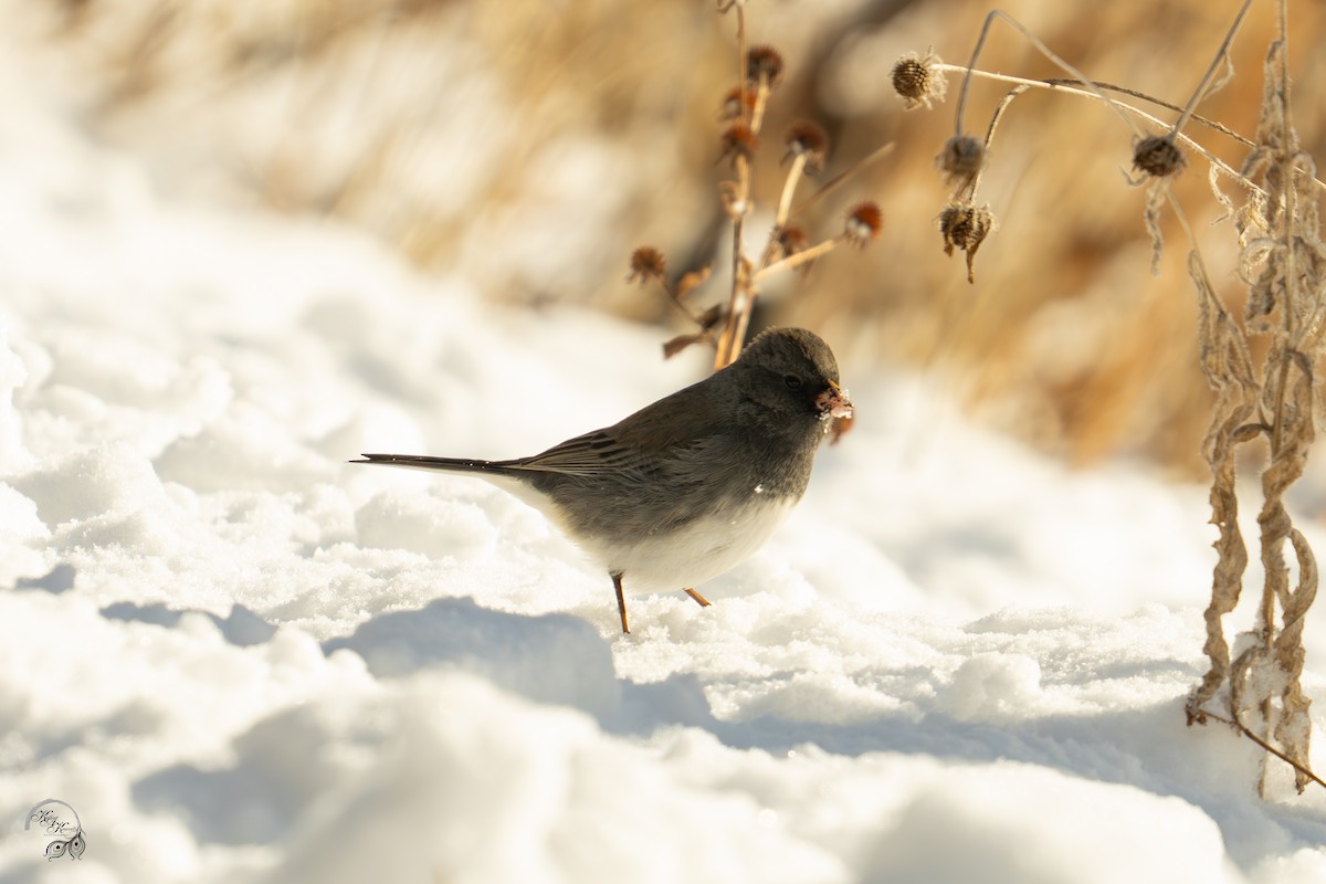 Winterammer - ML646704234