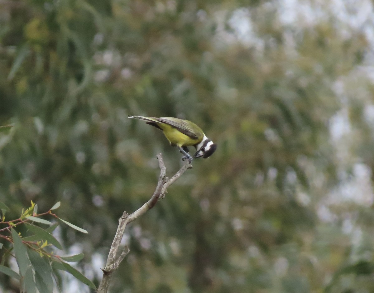 østbarkplystrer - ML646704235