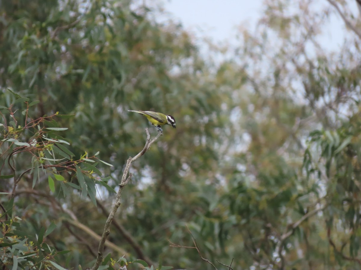 østbarkplystrer - ML646704236