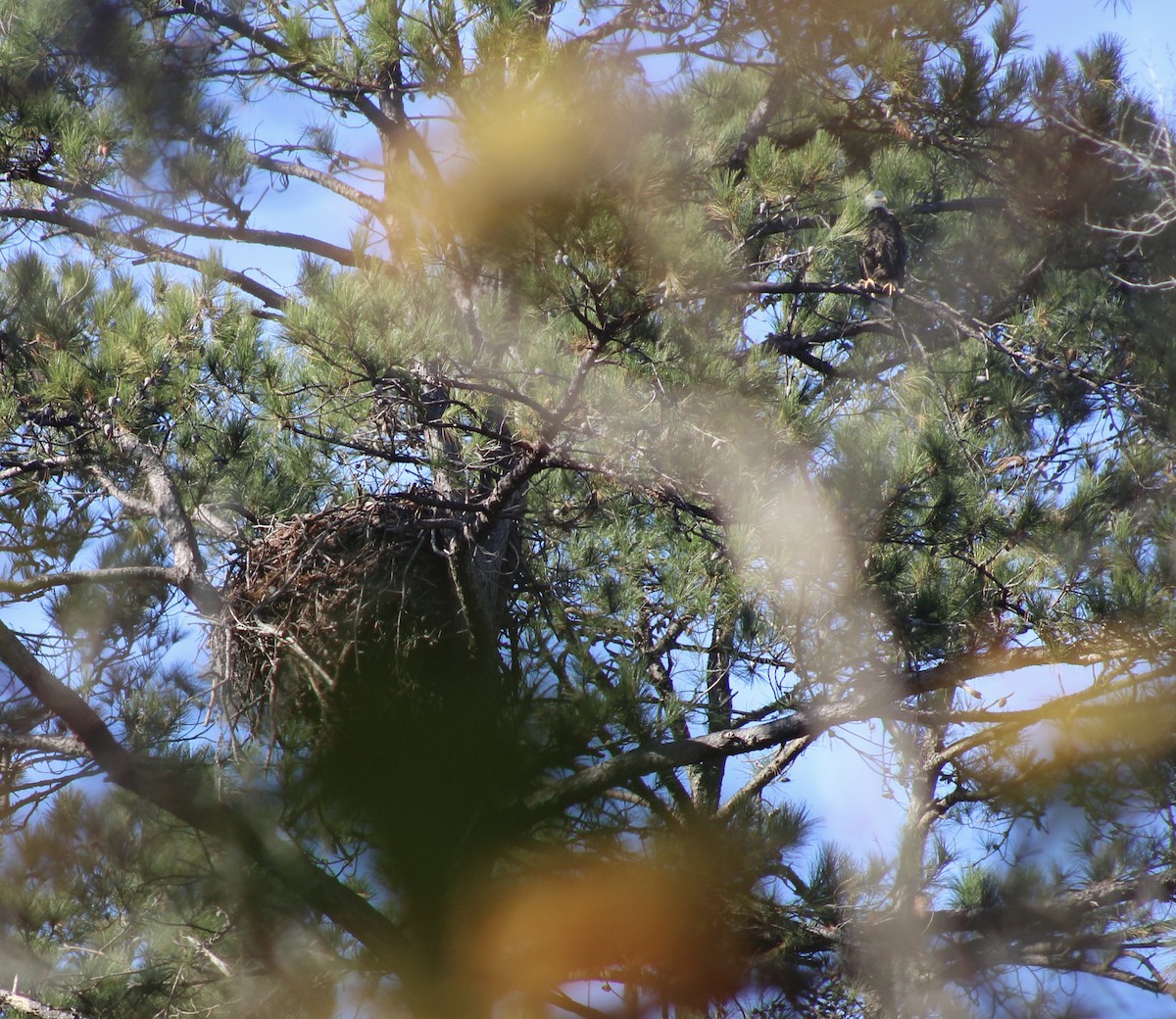 Bald Eagle - ML646704237
