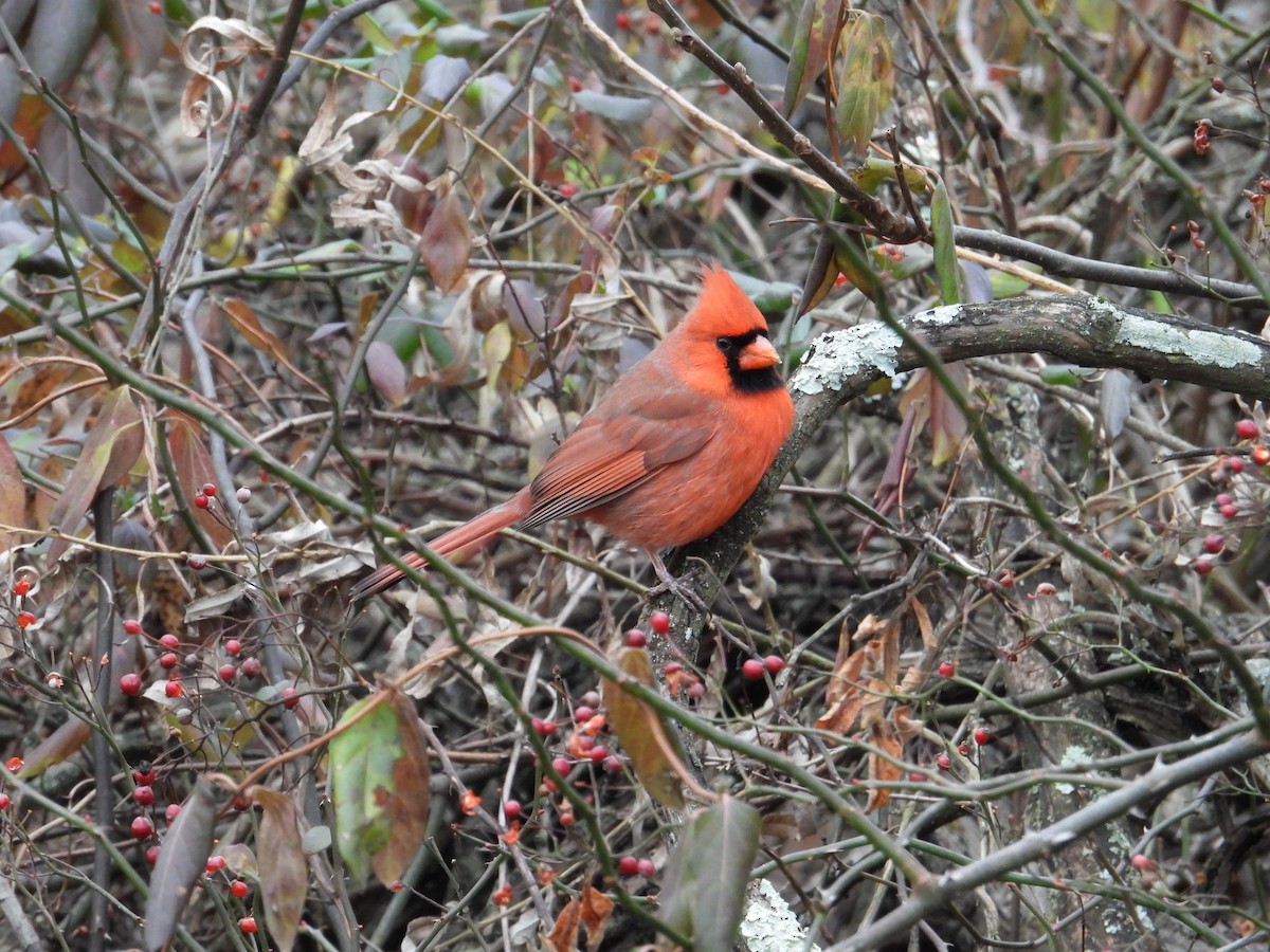 Northern Cardinal - ML646704238