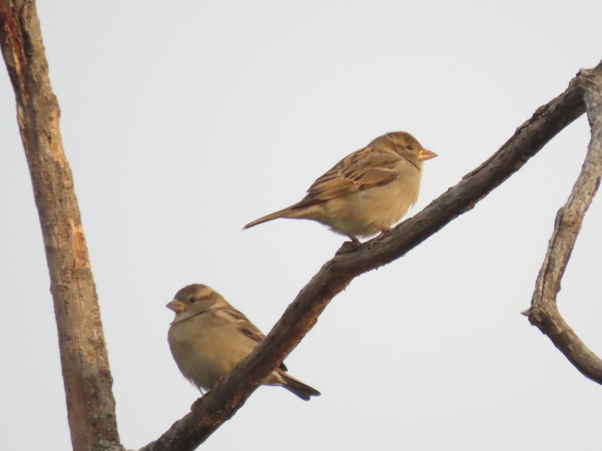 gråspurv - ML646704239