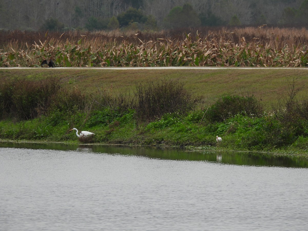 Great Egret - ML646704241