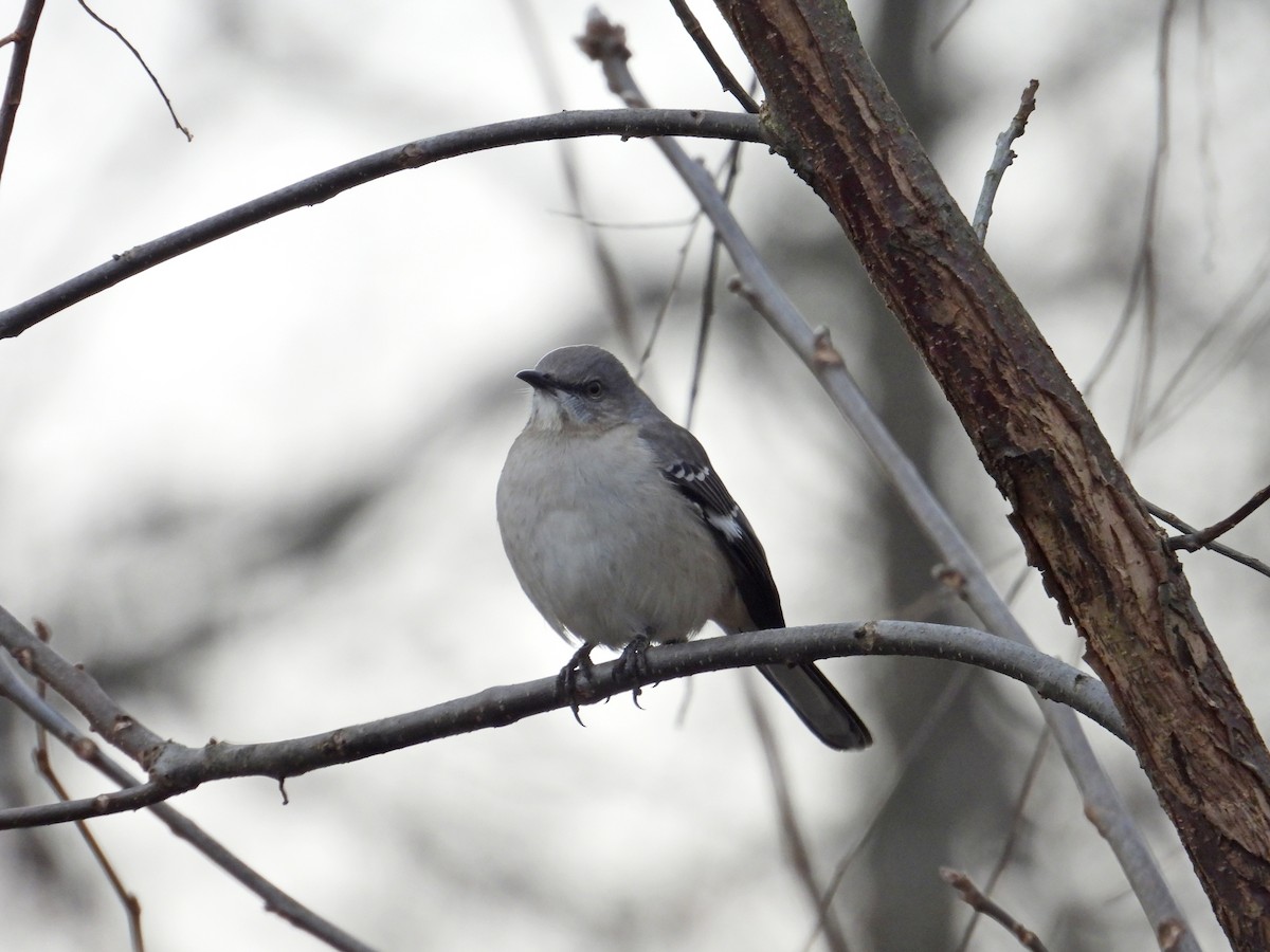 Northern Mockingbird - ML646704243