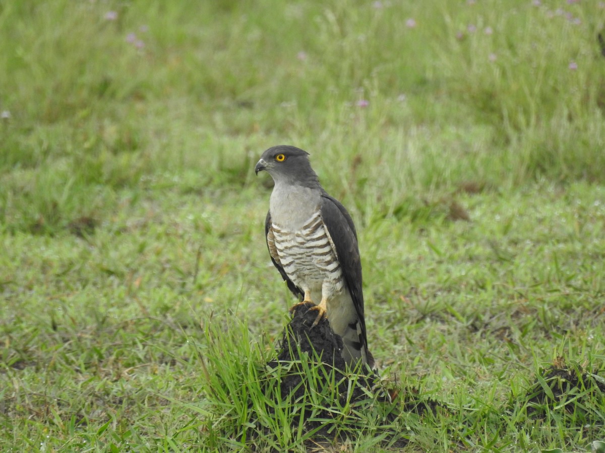 gjøkbaza - ML646704246