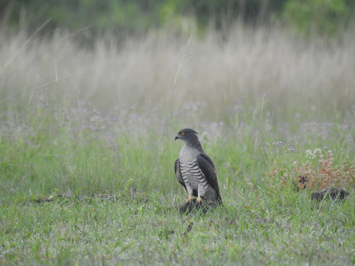 gjøkbaza - ML646704247