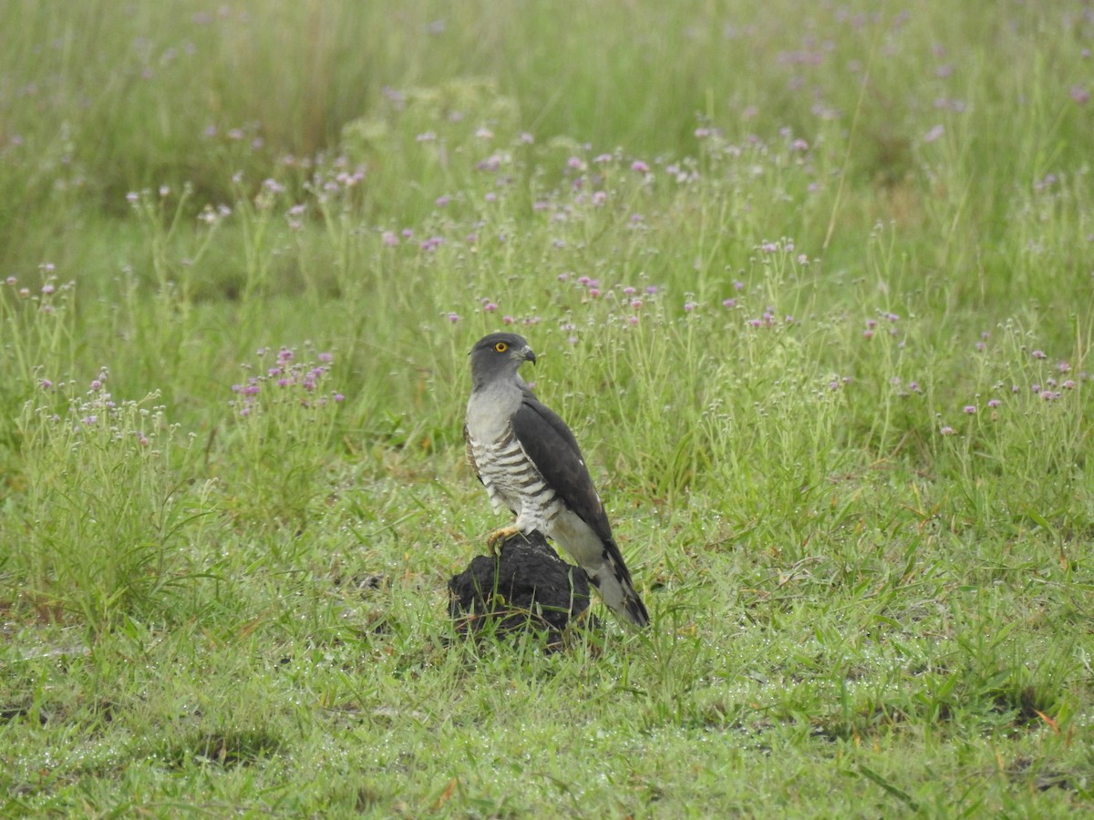 gjøkbaza - ML646704248