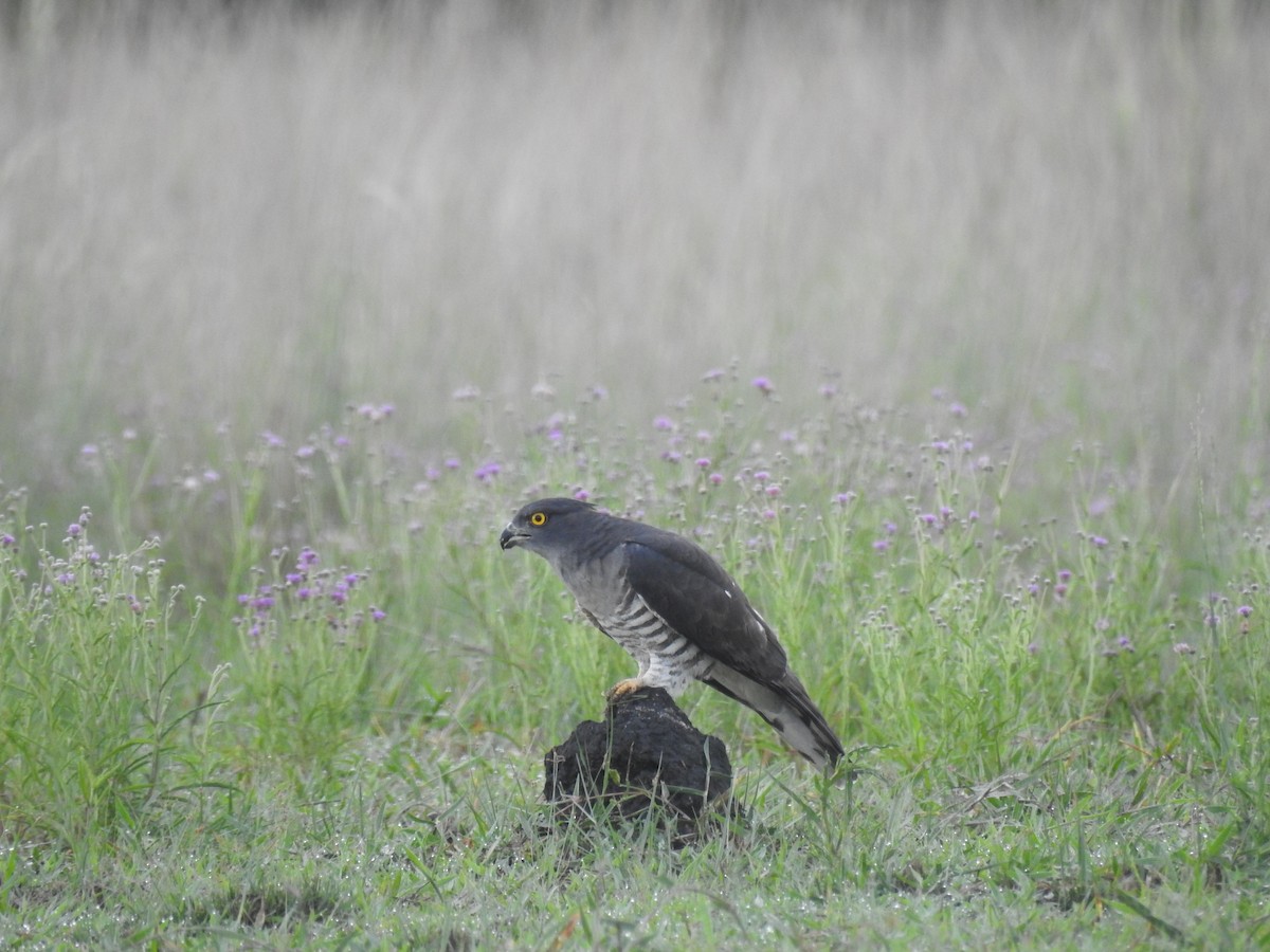 gjøkbaza - ML646704249