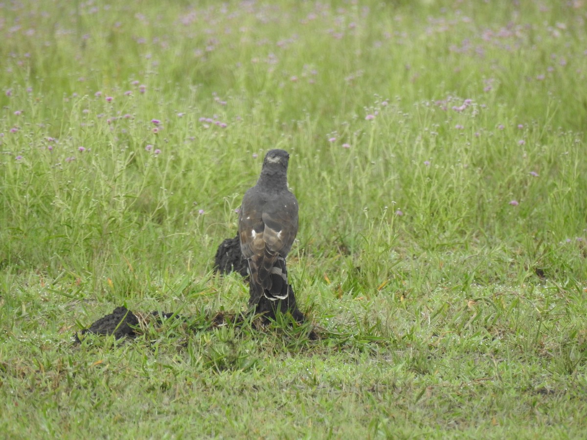 gjøkbaza - ML646704250