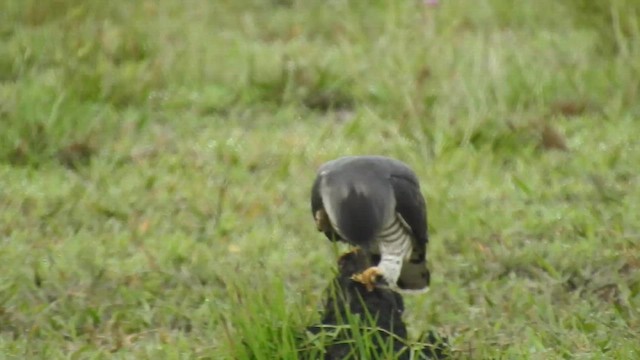 African Cuckoo-Hawk - ML646704254