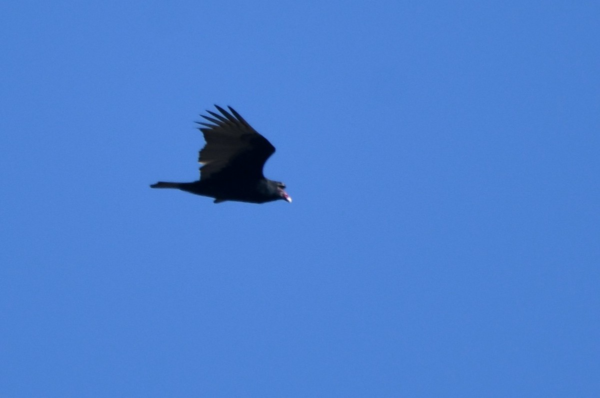 Turkey Vulture - ML646704255