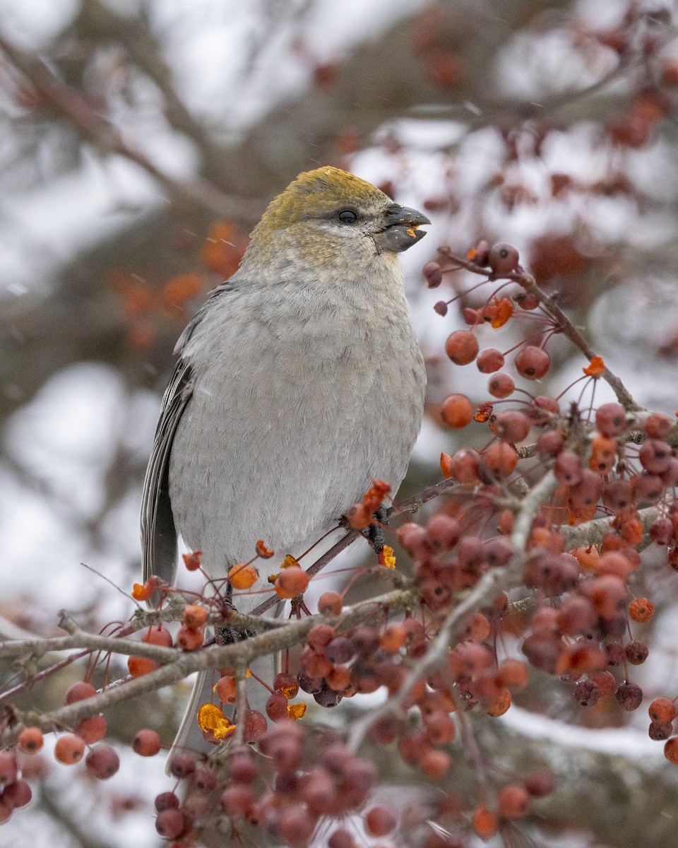 Pine Grosbeak - ML646704257