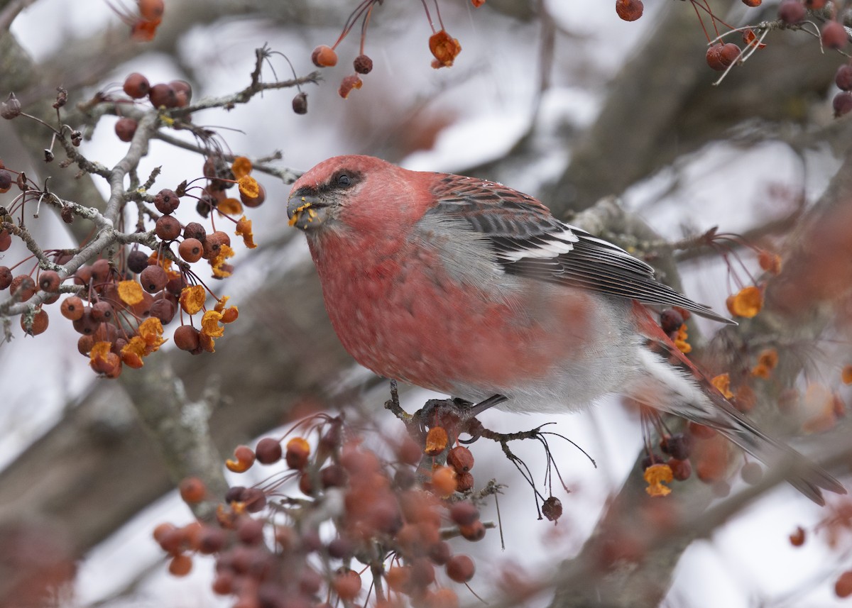 Pine Grosbeak - ML646704258