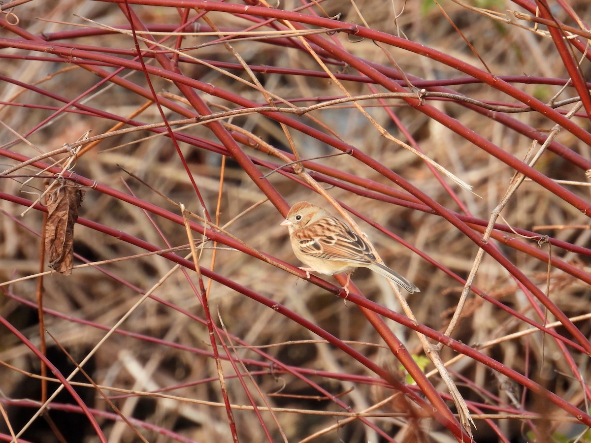 Field Sparrow - ML646704259