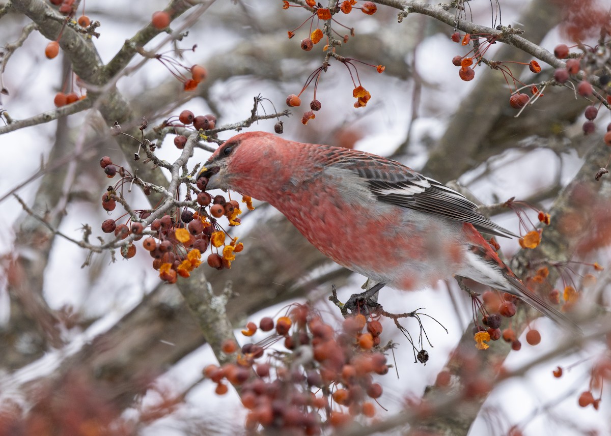 Pine Grosbeak - ML646704260