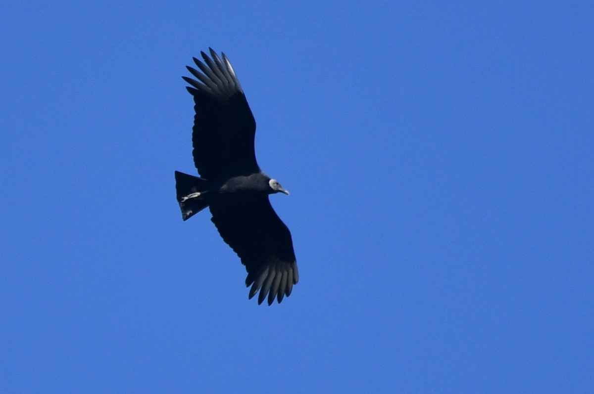 Rabengeier - ML646704261