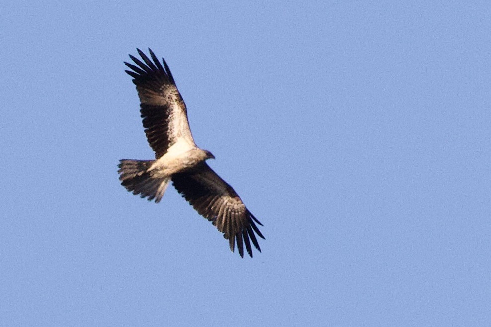 Whistling Kite - ML646704262