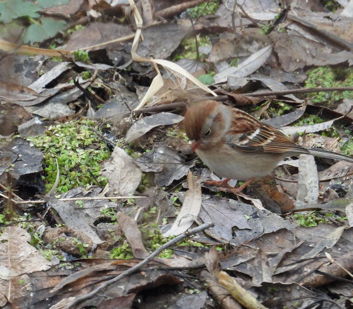 Field Sparrow - ML646704263