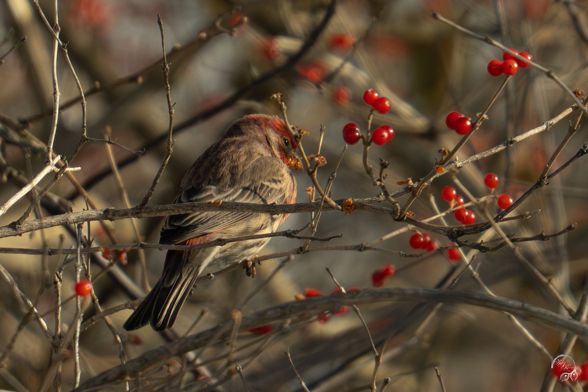 Hausgimpel - ML646704264