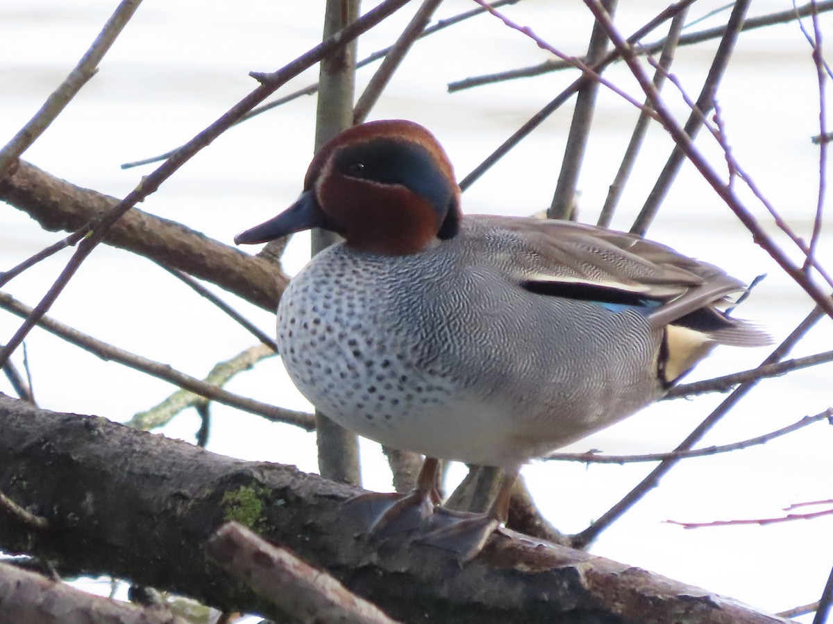 Green-winged Teal - ML646704265
