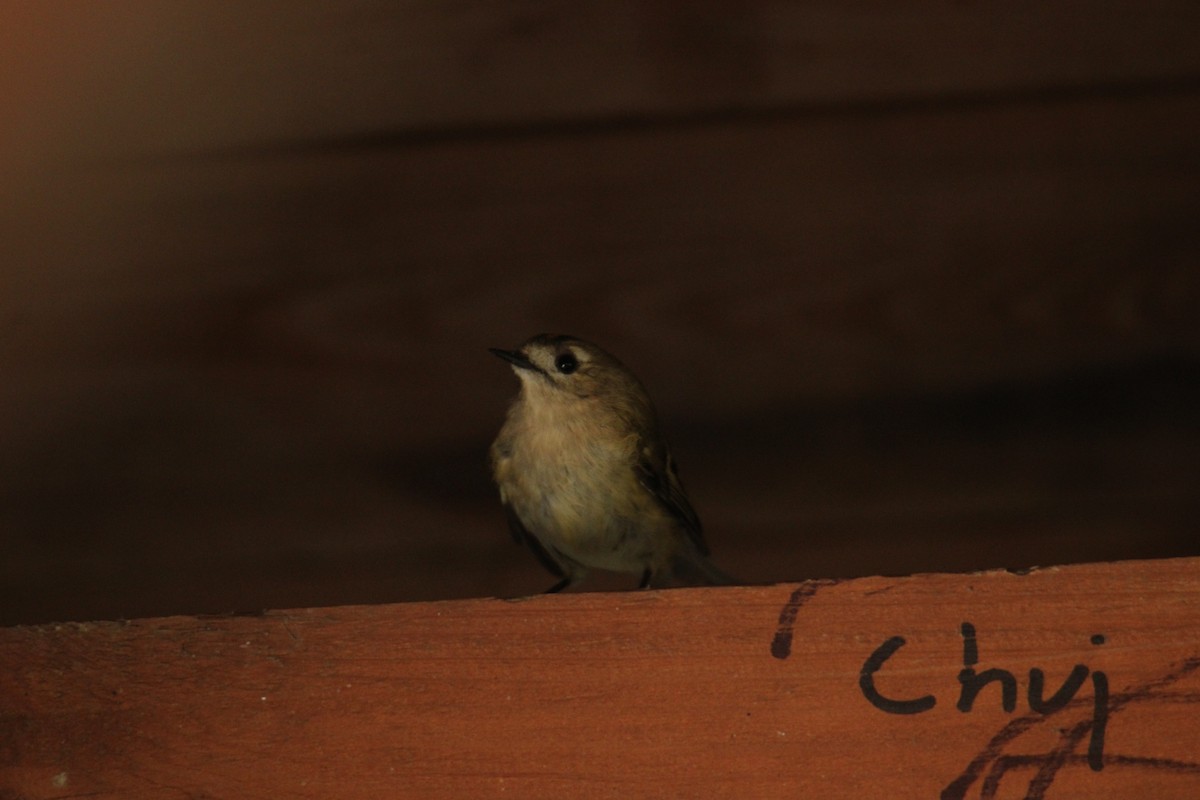 Золотомушка жовточуба - ML646704266