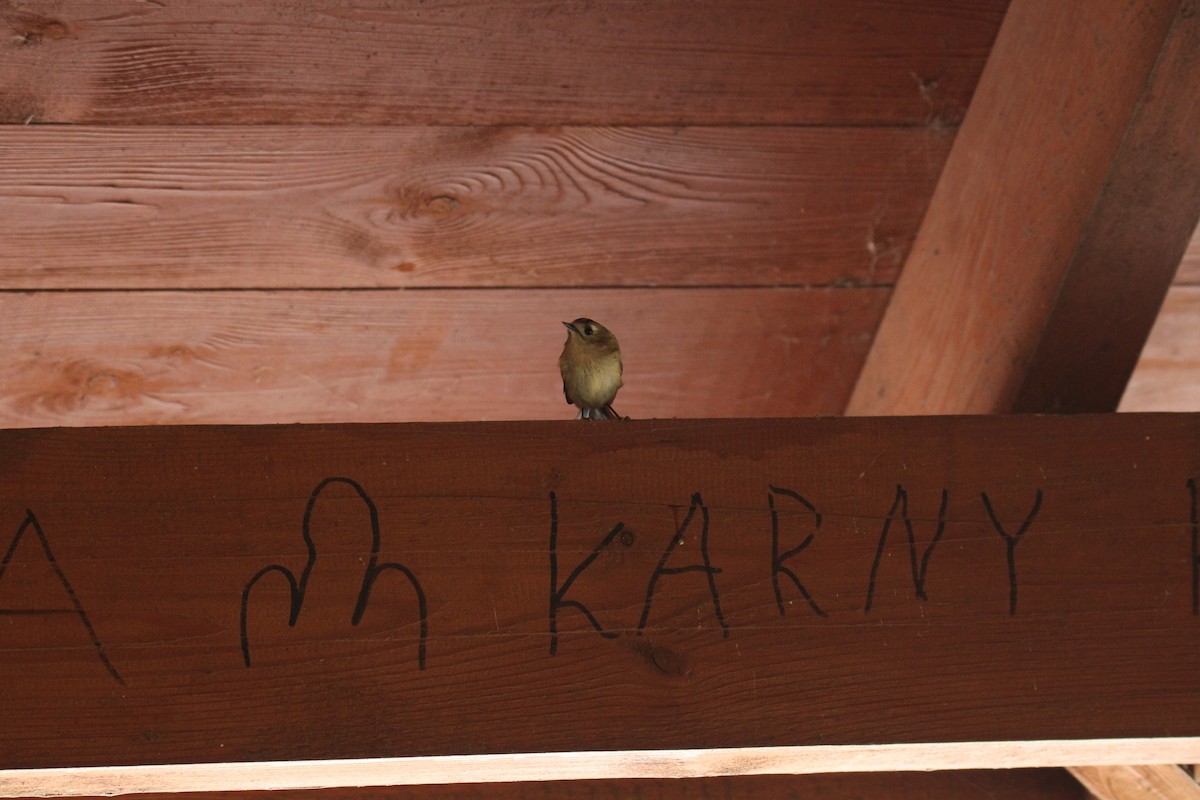 Золотомушка жовточуба - ML646704267