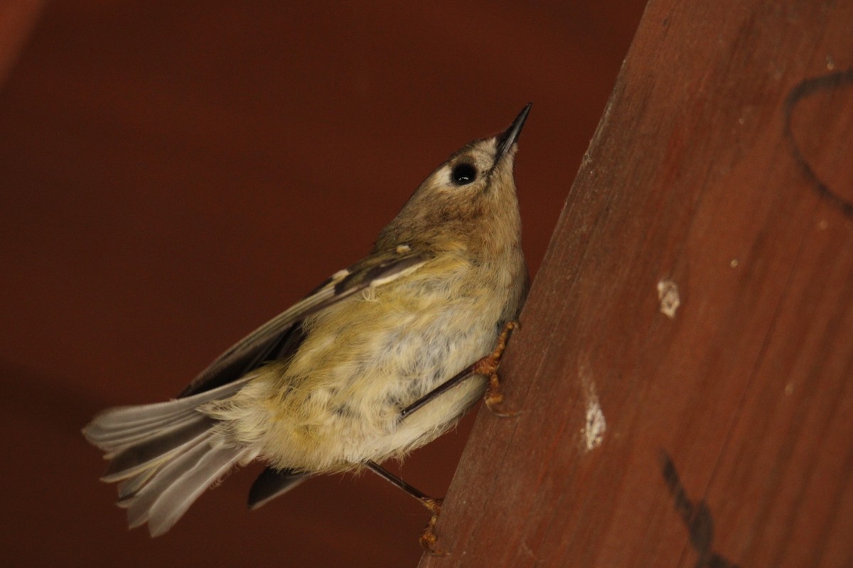 Золотомушка жовточуба - ML646704268