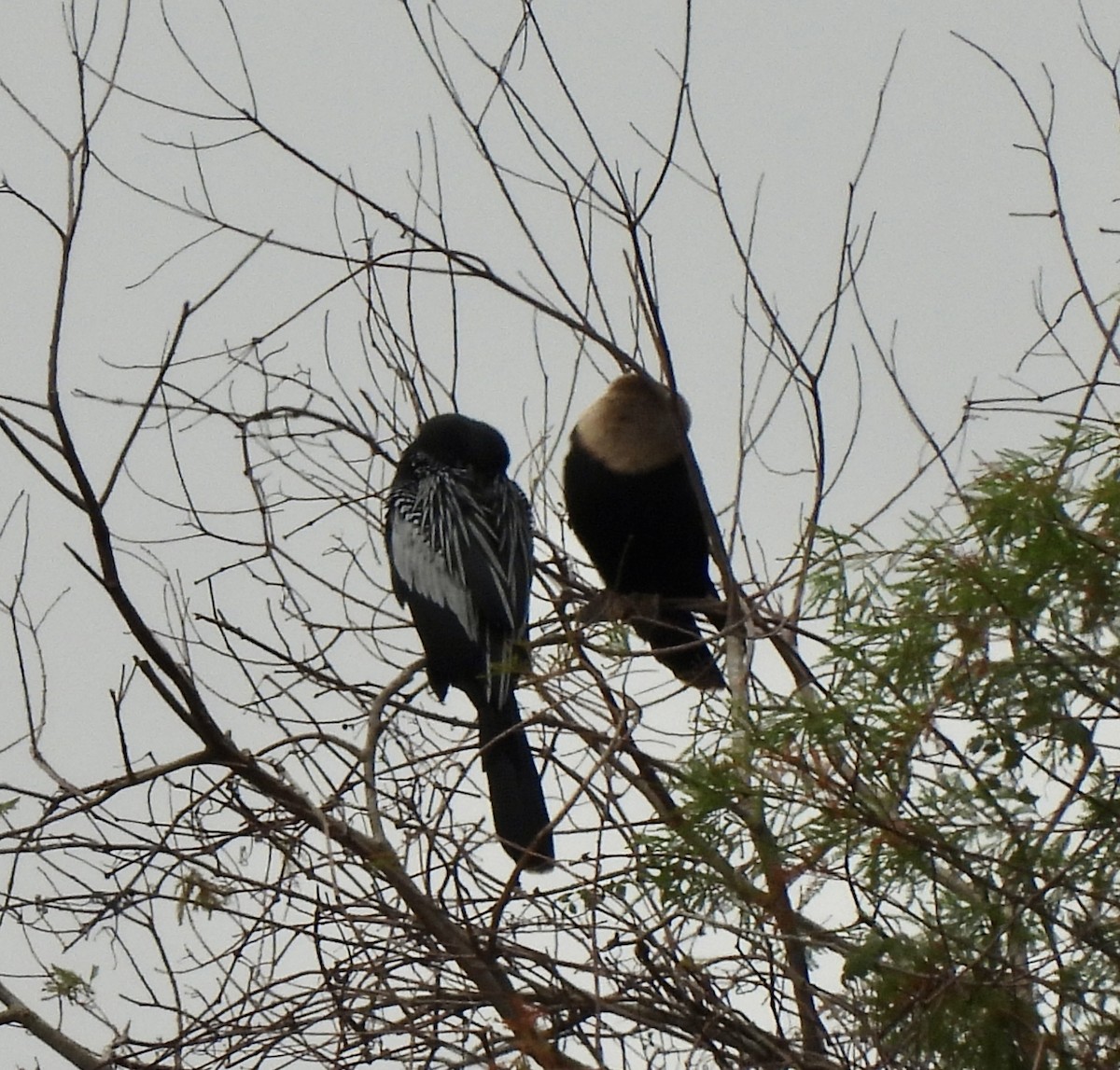 Anhinga - ML646704272
