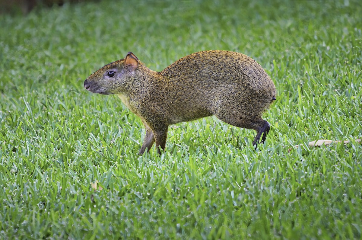 Mexican Agouti - ML646704273