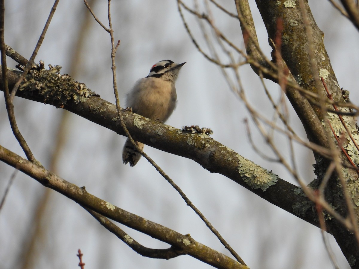 Downy Woodpecker - ML646704274