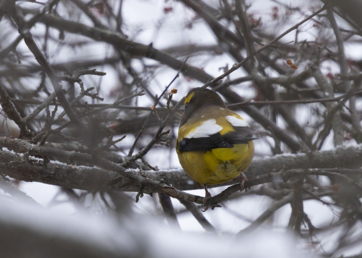 Evening Grosbeak - ML646704275