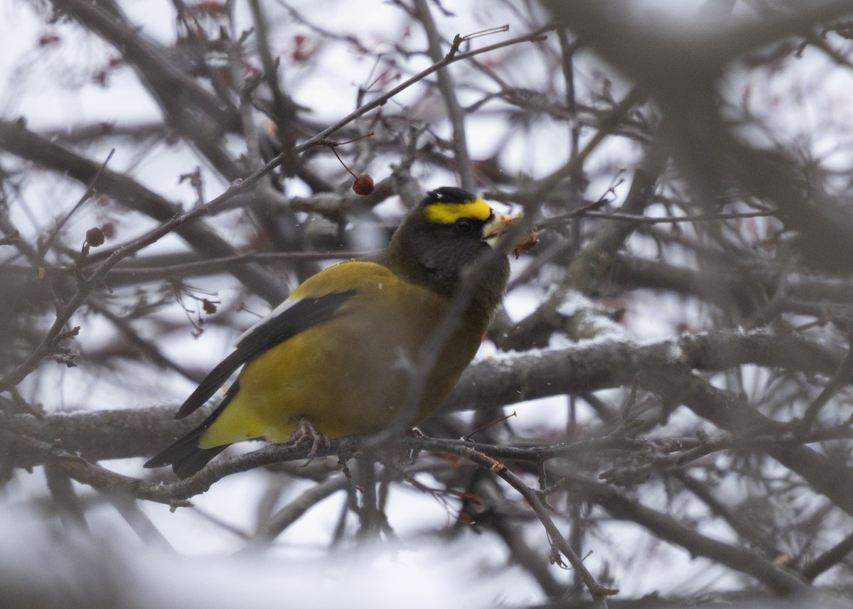 Evening Grosbeak - ML646704276