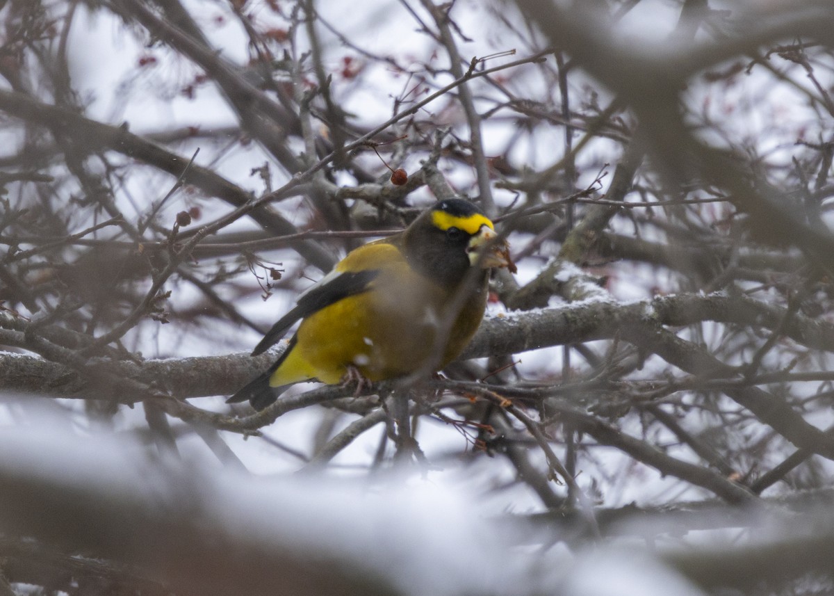 Evening Grosbeak - ML646704277