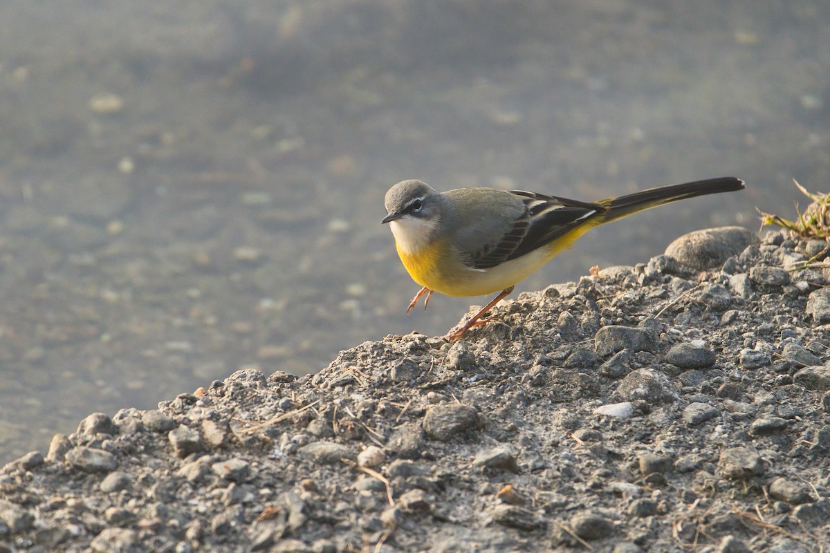 Buztanikara horia - ML646704278