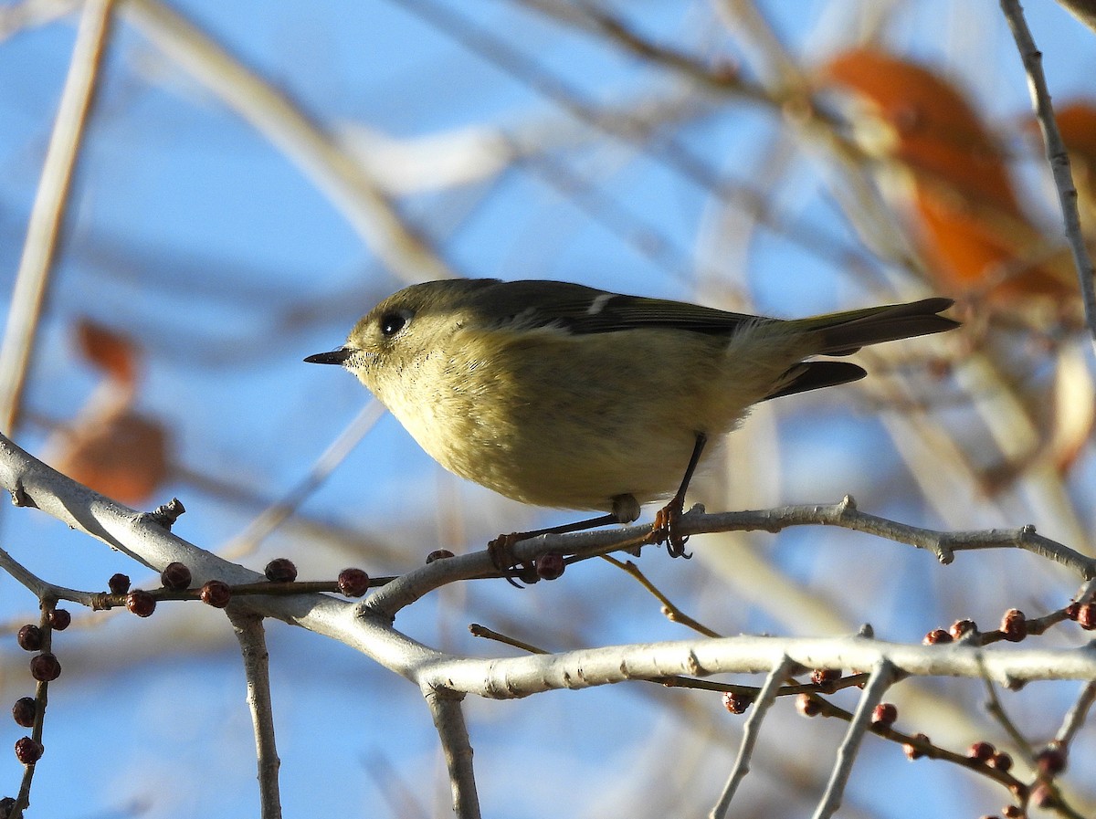 Рубиноголовый королёк - ML646704279