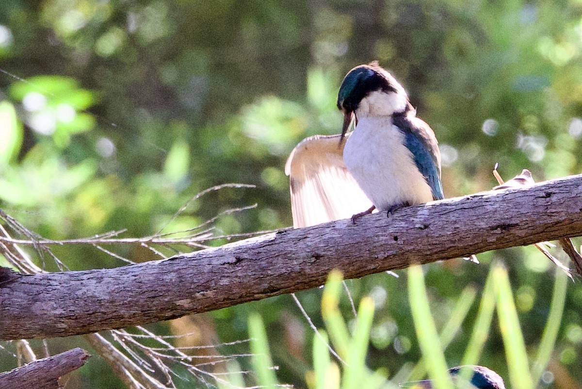 maskaraisfugl - ML646704280