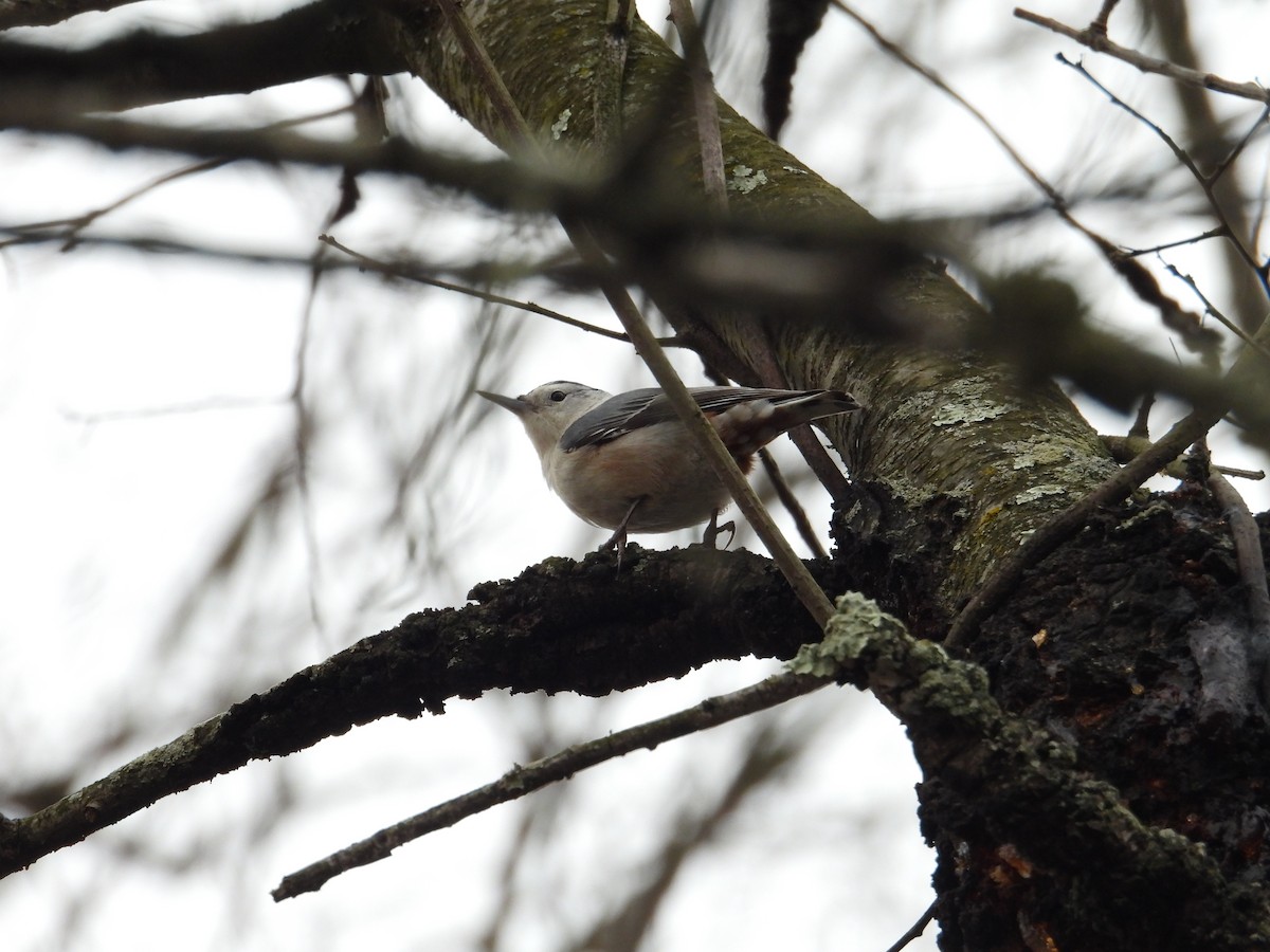 White-breasted Nuthatch - ML646704281
