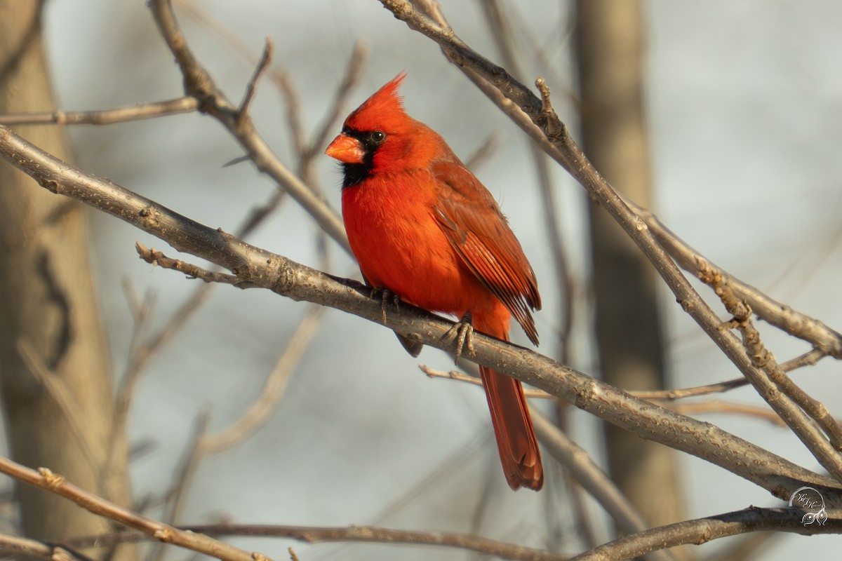 Rotkardinal - ML646704283