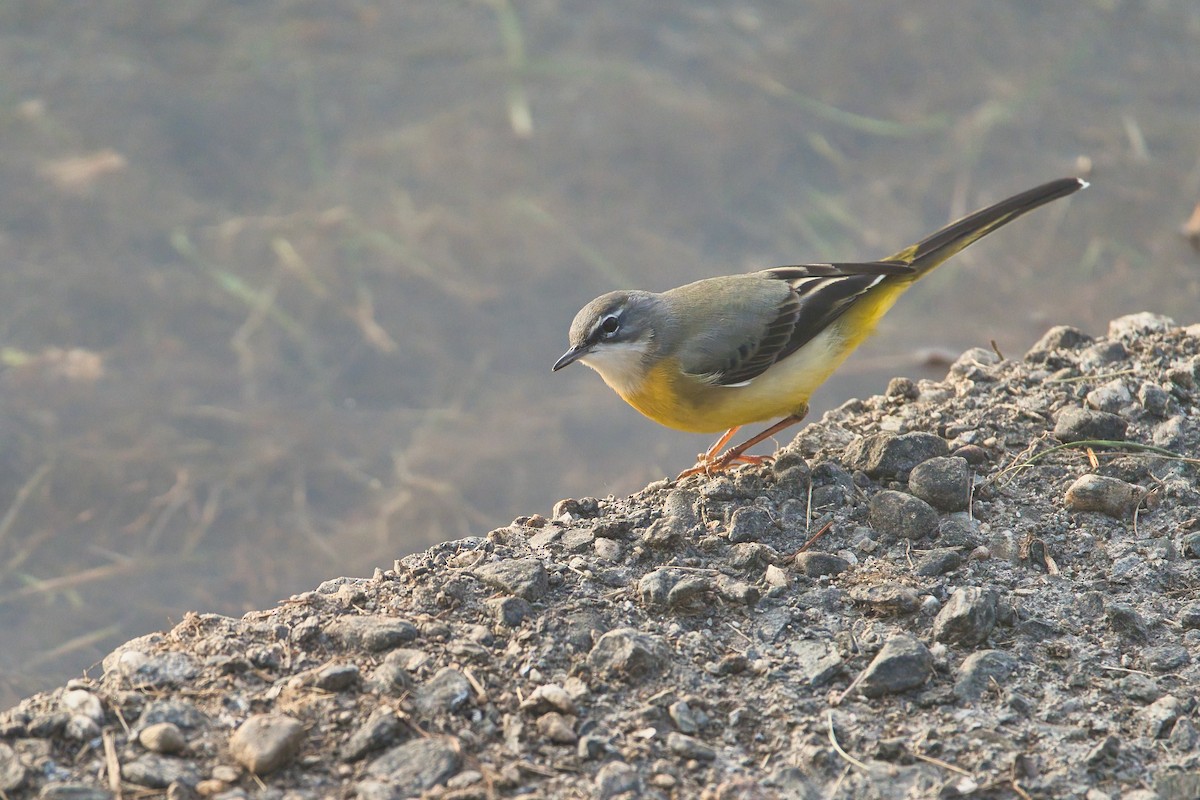 Buztanikara horia - ML646704284