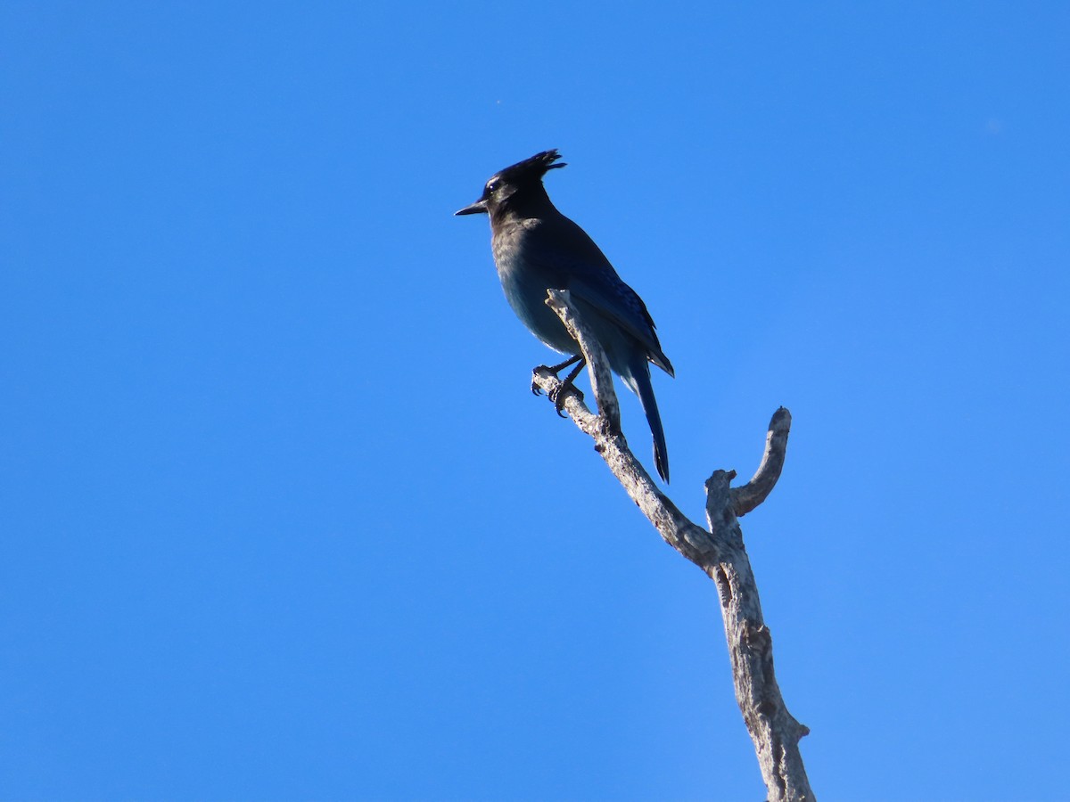 Steller's Jay - ML646704287